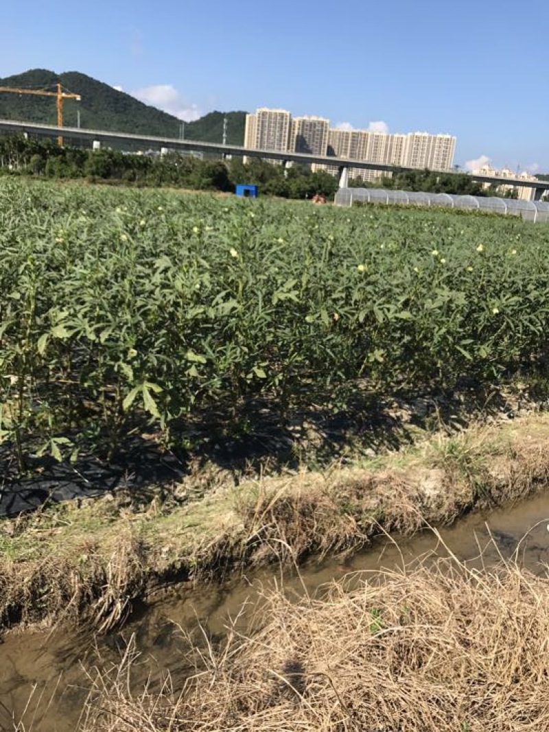 卡里巴黄秋葵