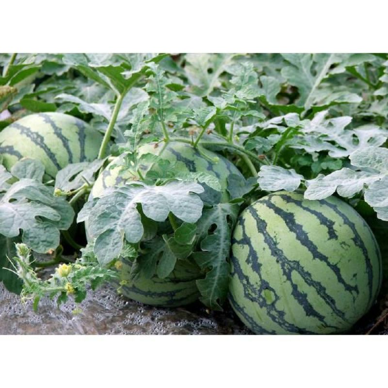 甜王西瓜6斤打底9成熟1茬山东西瓜