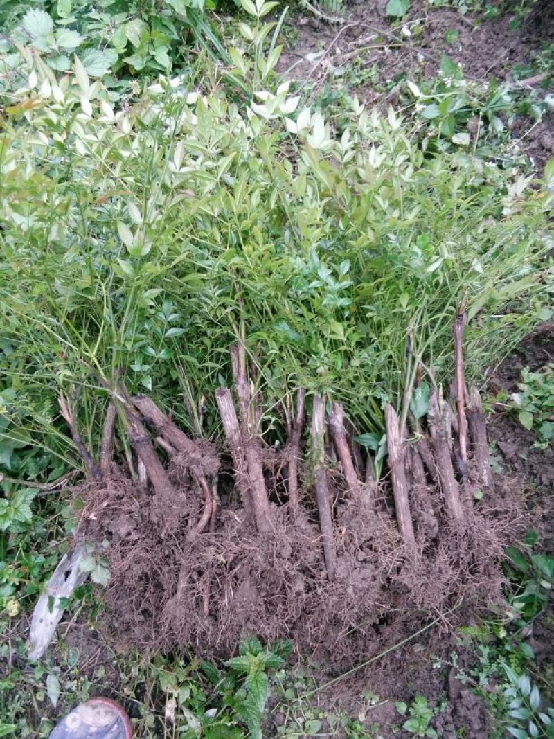 南天竹30~50cm