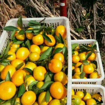 湖北宜昌市秭归县普早蜜桔 6.5~7cm批发_陈慧