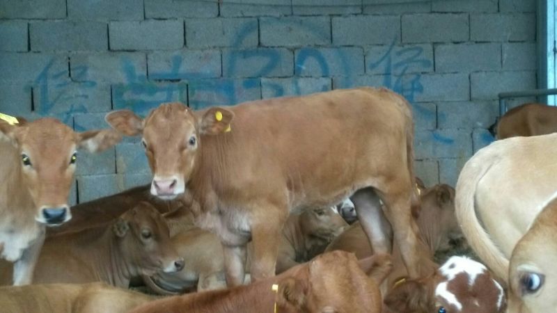 肉牛200~300斤