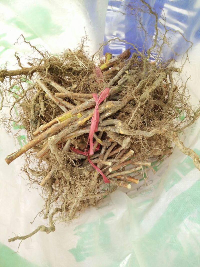 树莓苗10~30cm