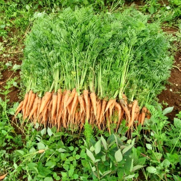 手指胡萝卜