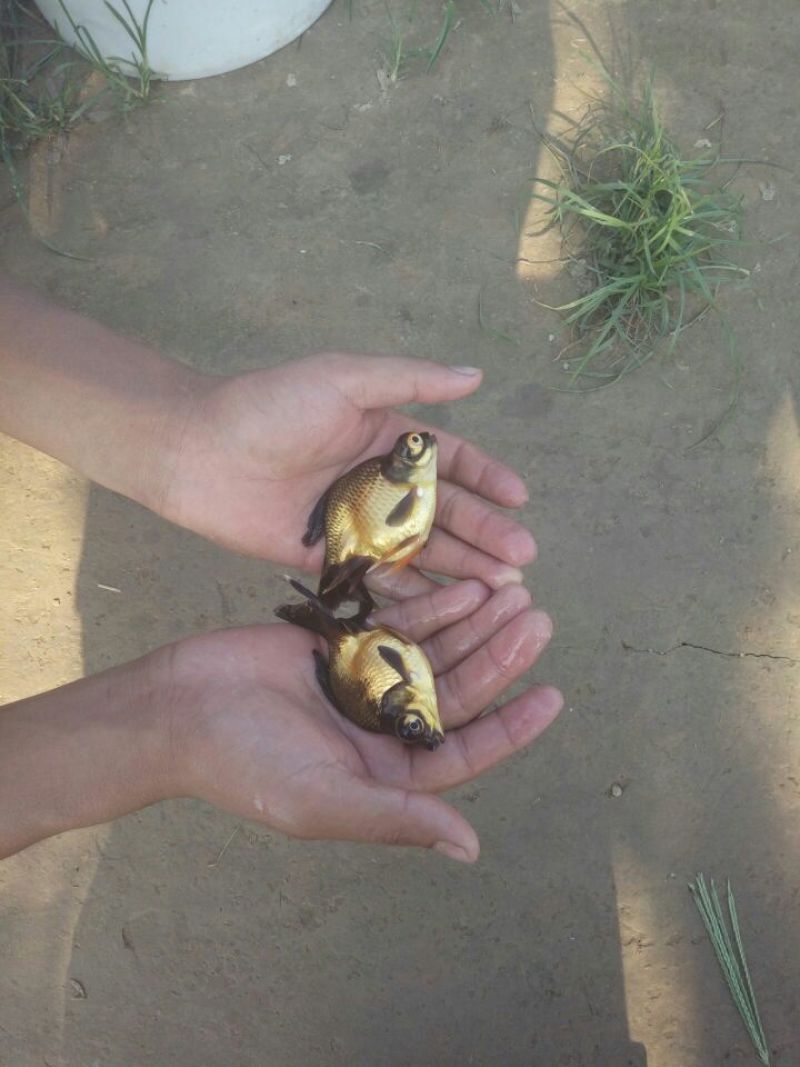 锦鲤
