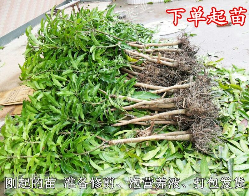 芒果苗1m以下带泥球带叶子发货