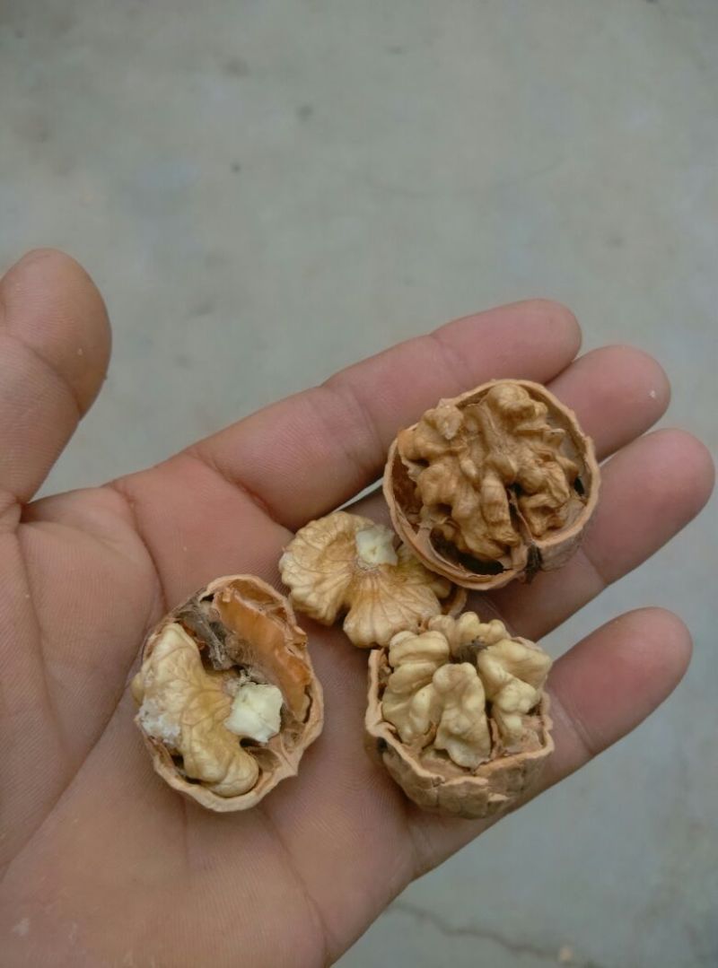 薄皮核桃30mm以上去皮