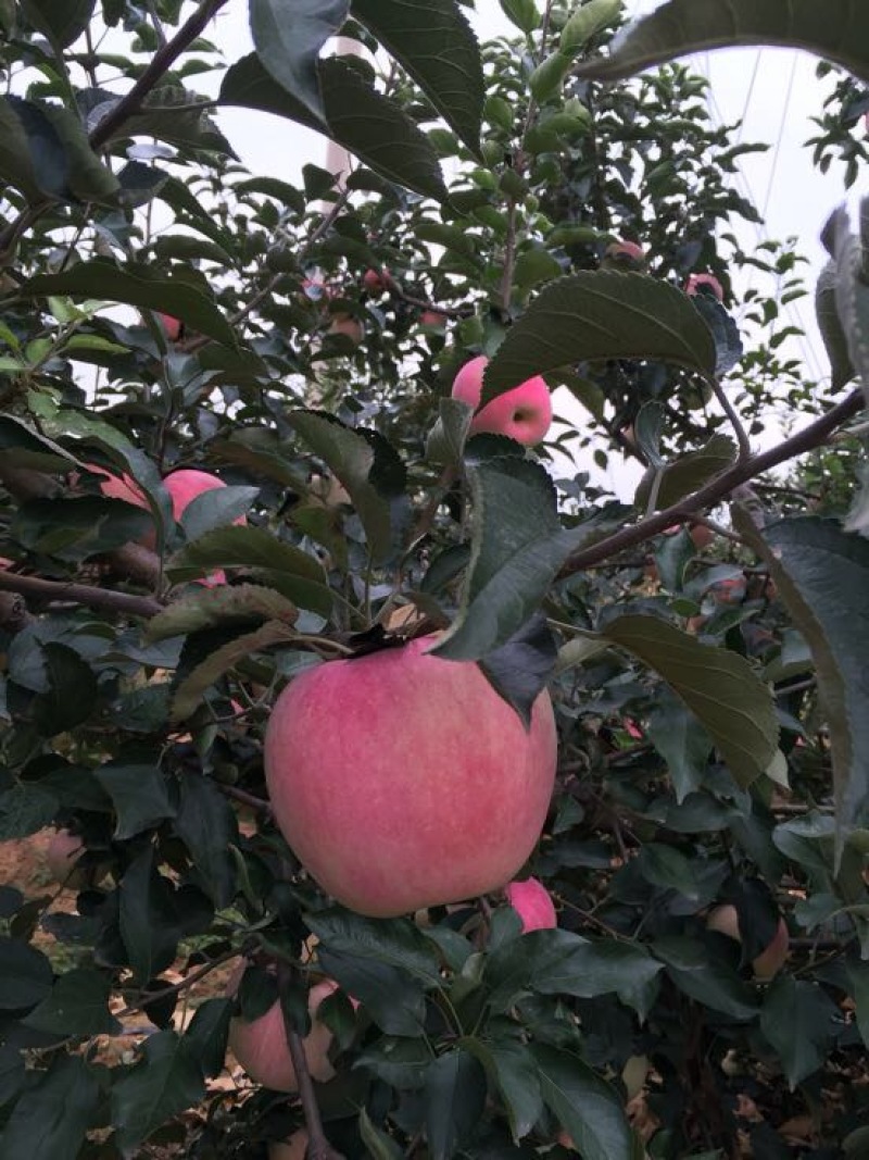 辽宁绥中精品寒富苹果大量上市中全红口感好