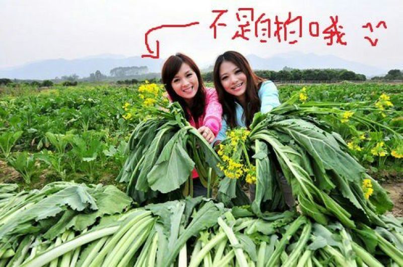 菜苔