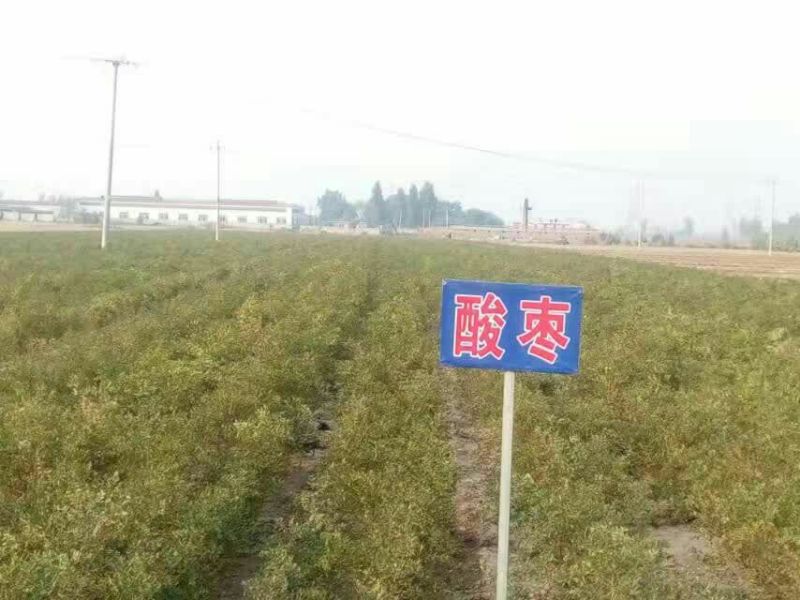 我公司常年供应嫁接枣树种，冬桃苗，紫冠钙果苗，黄李苗