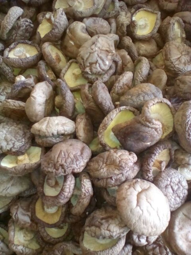 西峡香菇精选厚菇干香菇原产地一手货源