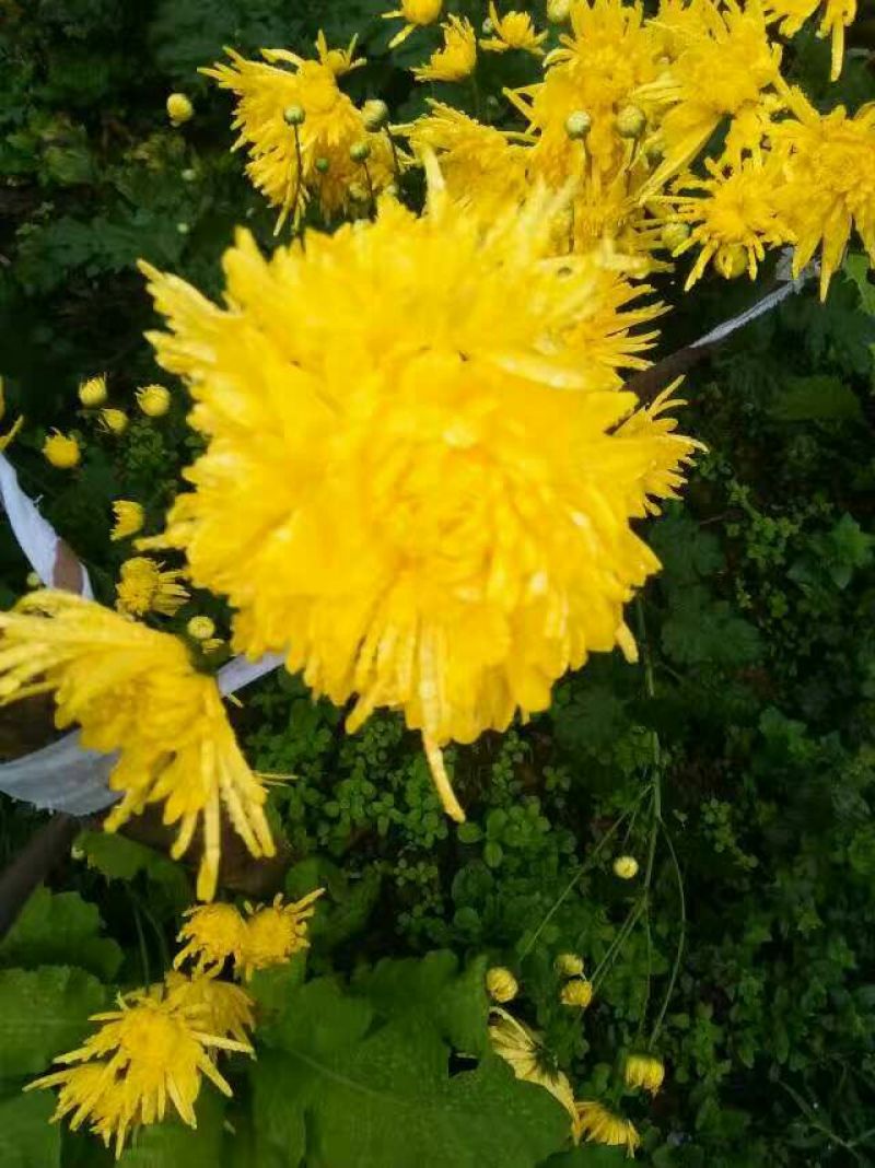 菊花茶