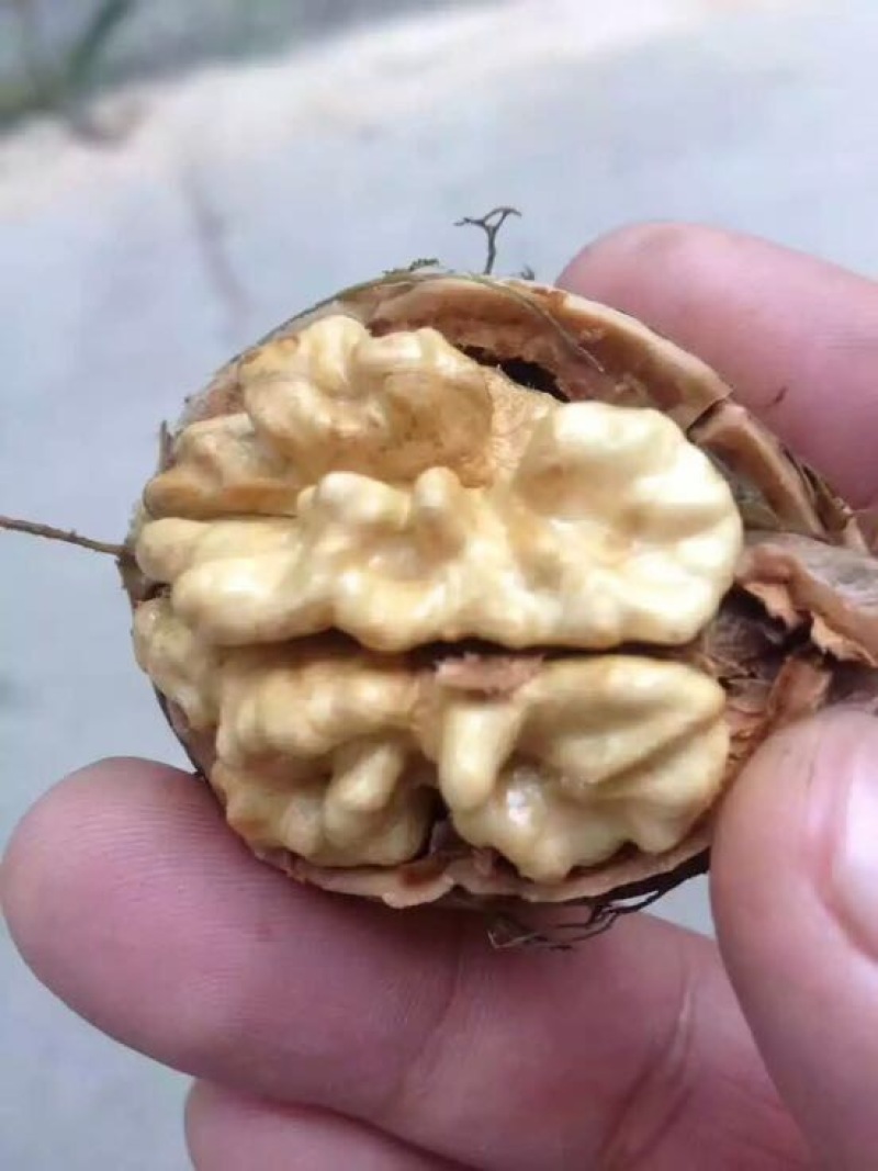 野生核桃