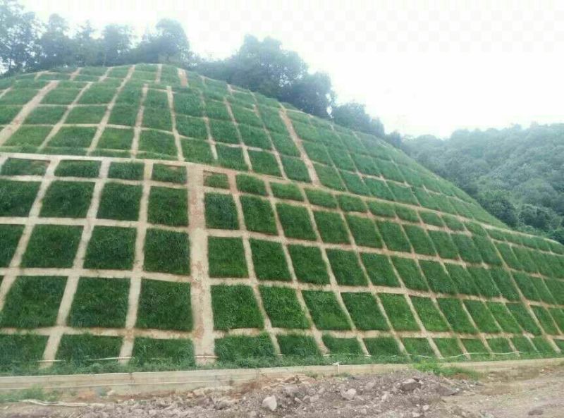 马尼拉草坪