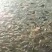 池鲤鱼食用1~2公斤