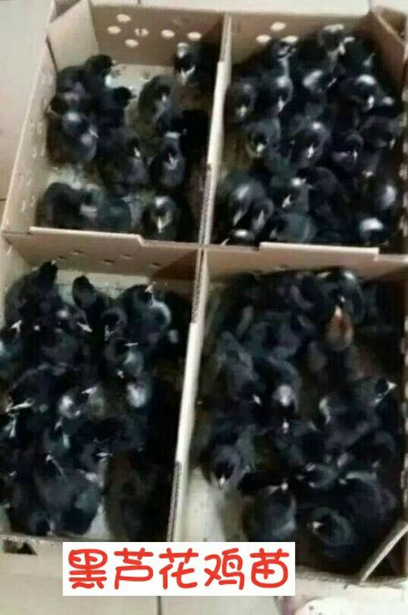 绿壳蛋鸡苗1斤以下