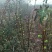 无花果苗波姬红青皮布兰瑞克1-2年