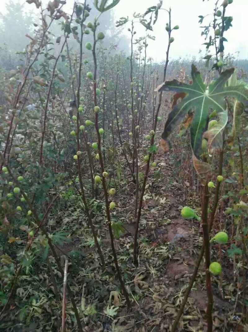 无花果苗波姬红青皮布兰瑞克1-2年