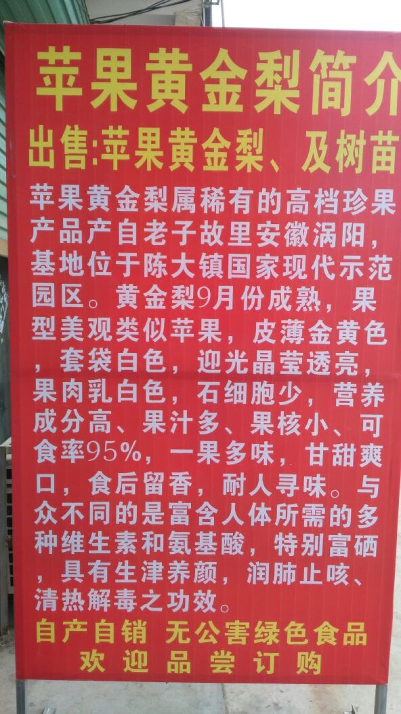 黄金梨300~350g膜袋