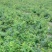 金银花1米以下