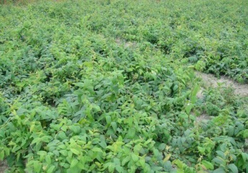 金银花1米以下