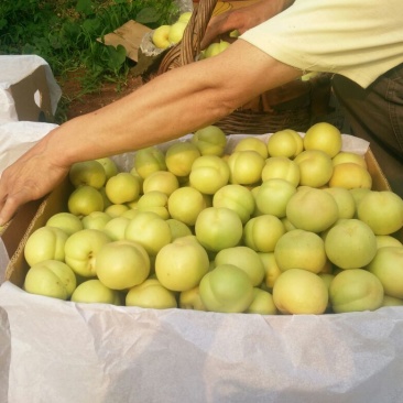 香白杏50mm以上
