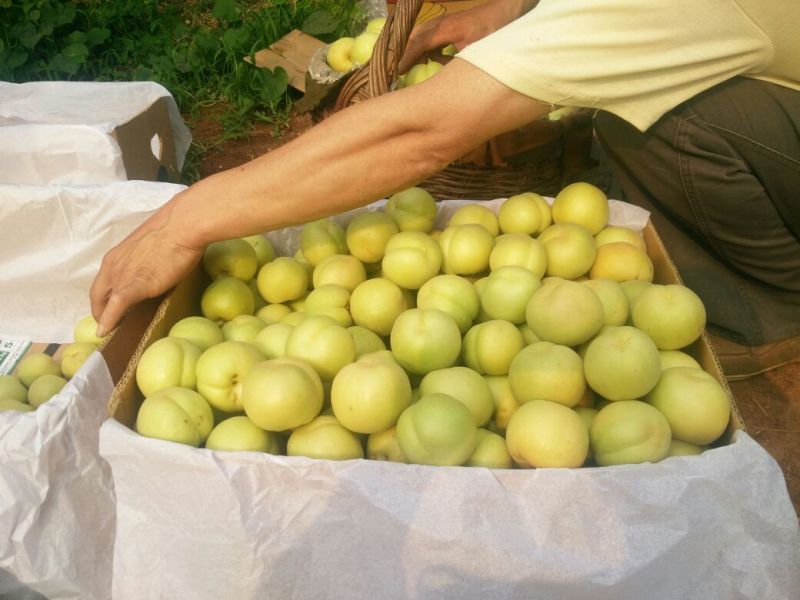 香白杏50mm以上