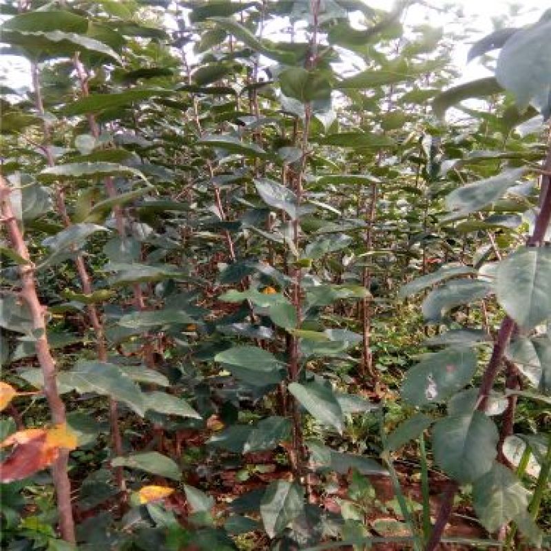 苹果树苗一到两年苗40~50cm根系发达