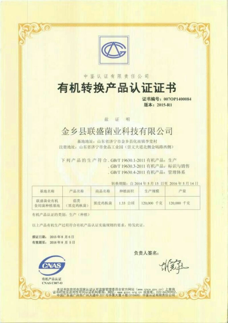 常年供应优质高产新一代黑皮鸡枞菌包