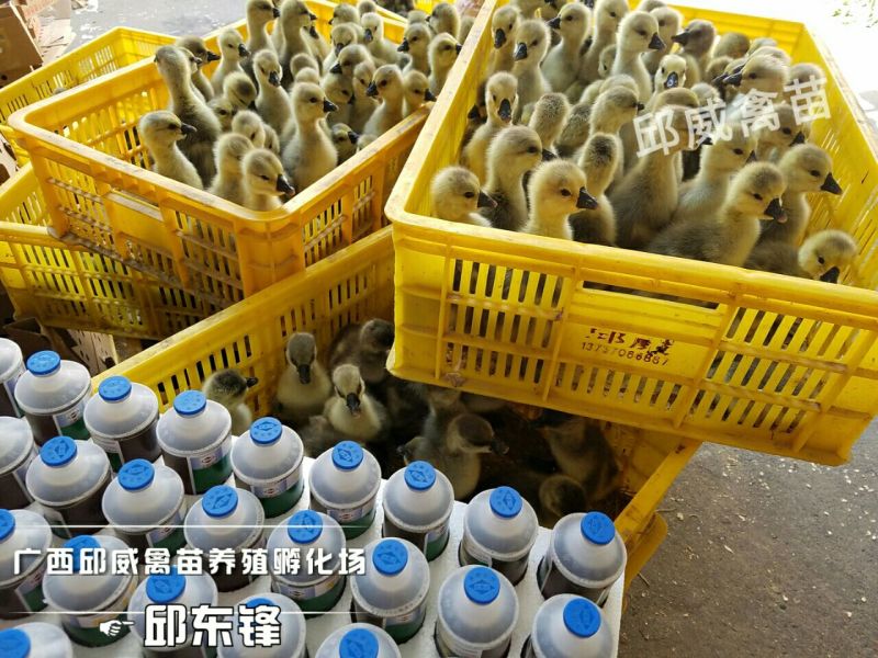 狮头鹅苗250g以下