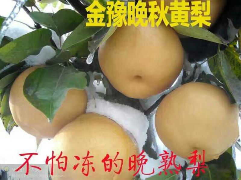 晚秋黄梨膜袋60~100g甜度高表光如服务优