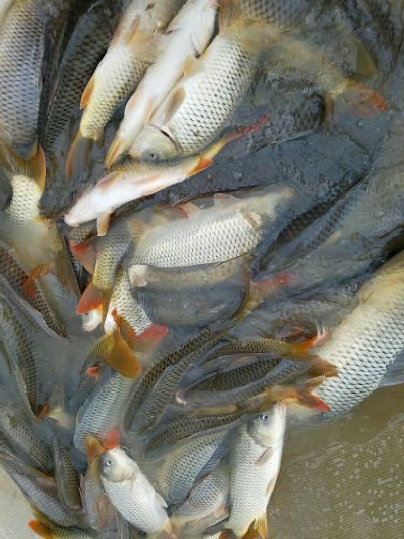 河鲤鱼食用3公斤以上