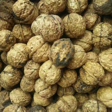纸皮核桃去皮干