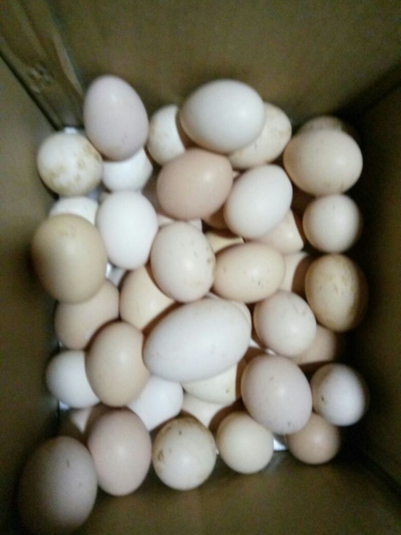 土鸡蛋食用40~50g
