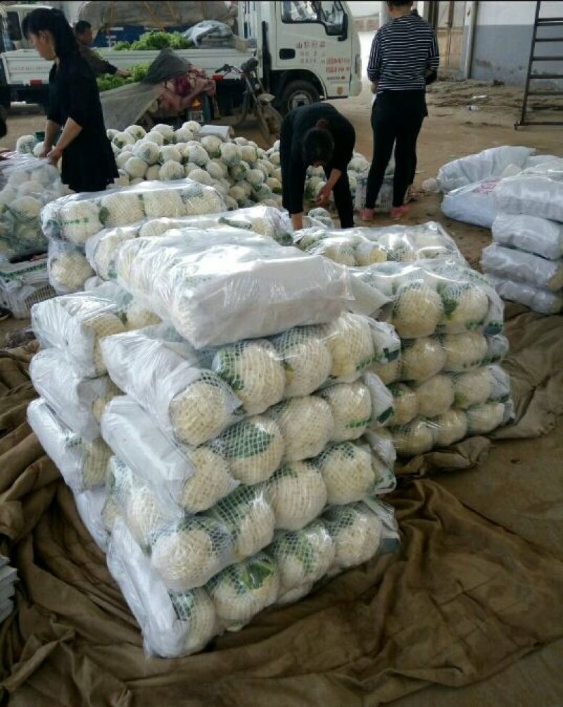 菜花1~2斤紧花乳白产地供应四季有货