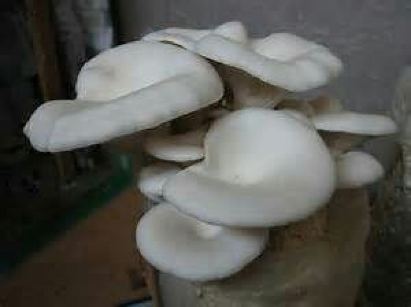 白平菇