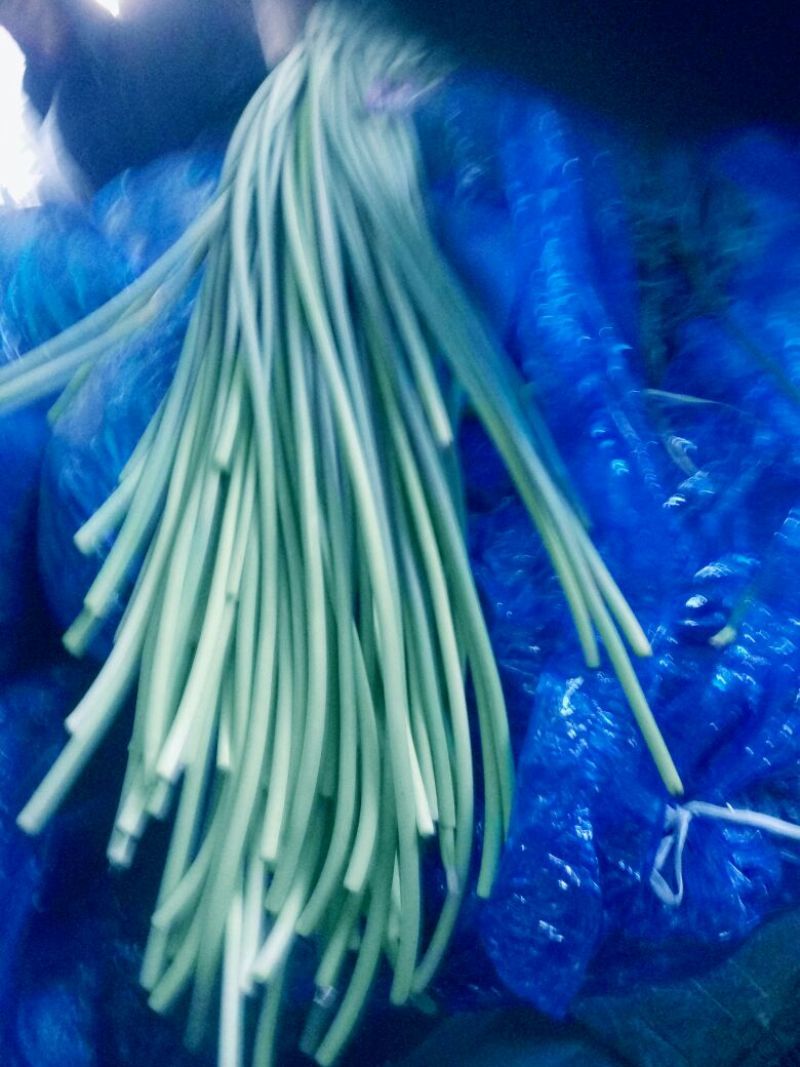 蒜薹30~40厘米