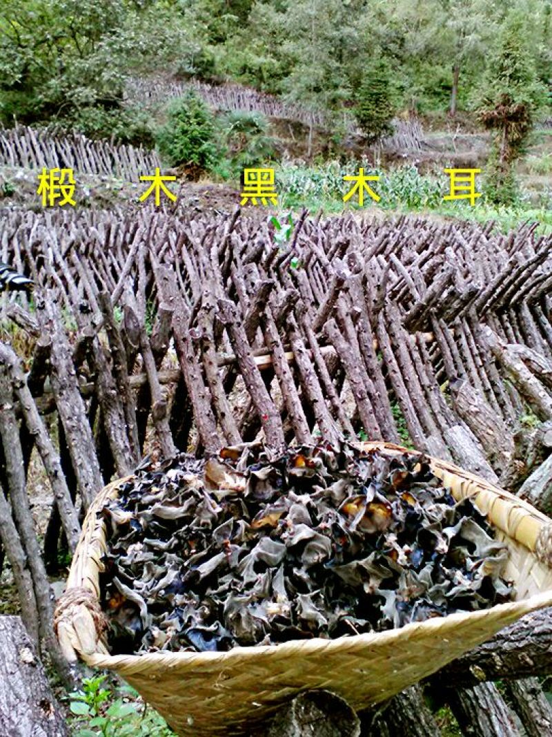 野生木耳一级