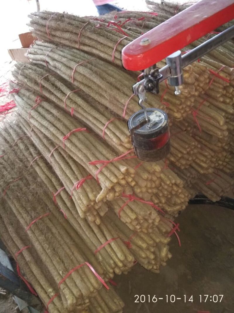 山东铁棍山药2~厘米一级40一70厘米，保质保量