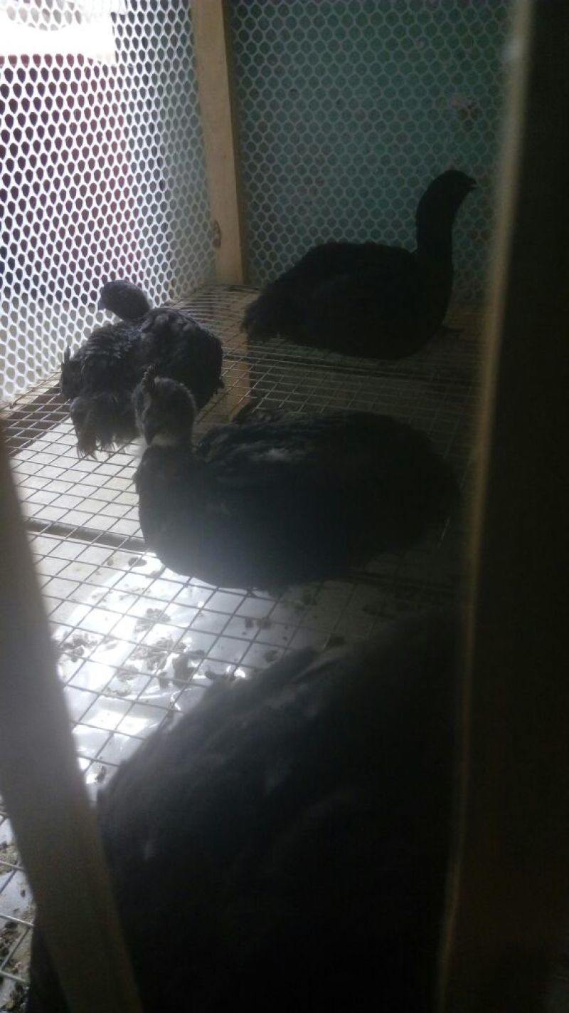 脱温鸡1斤以上
