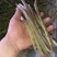 红豆角白豆角紫花油豆角各种规格各种包装都有