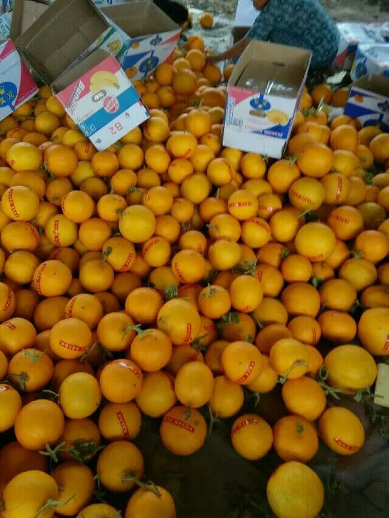 伊丽莎白甜瓜久红瑞香瓜瑞红甜瓜