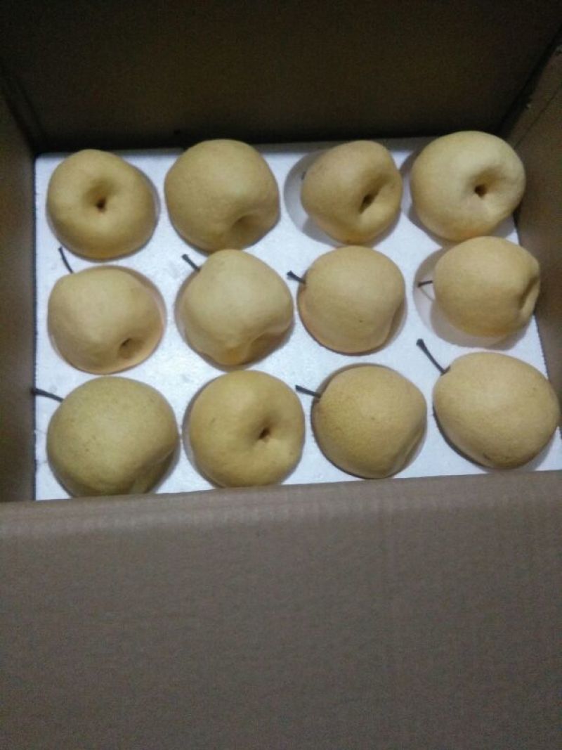 贡梨450~500g纸袋