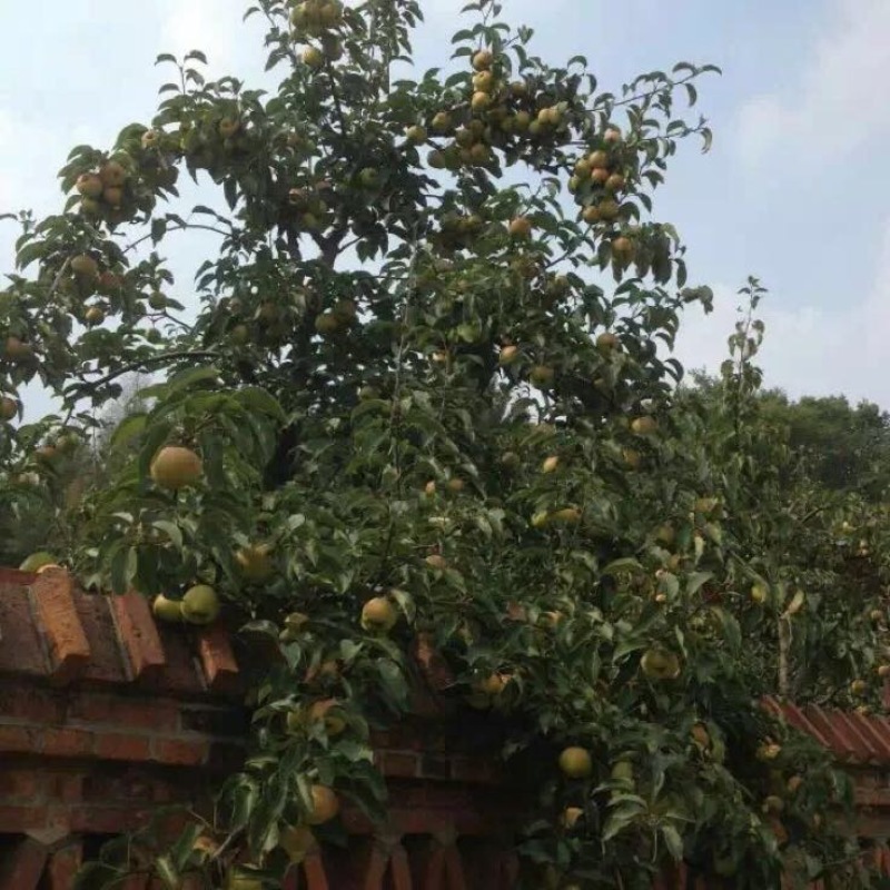南果梨