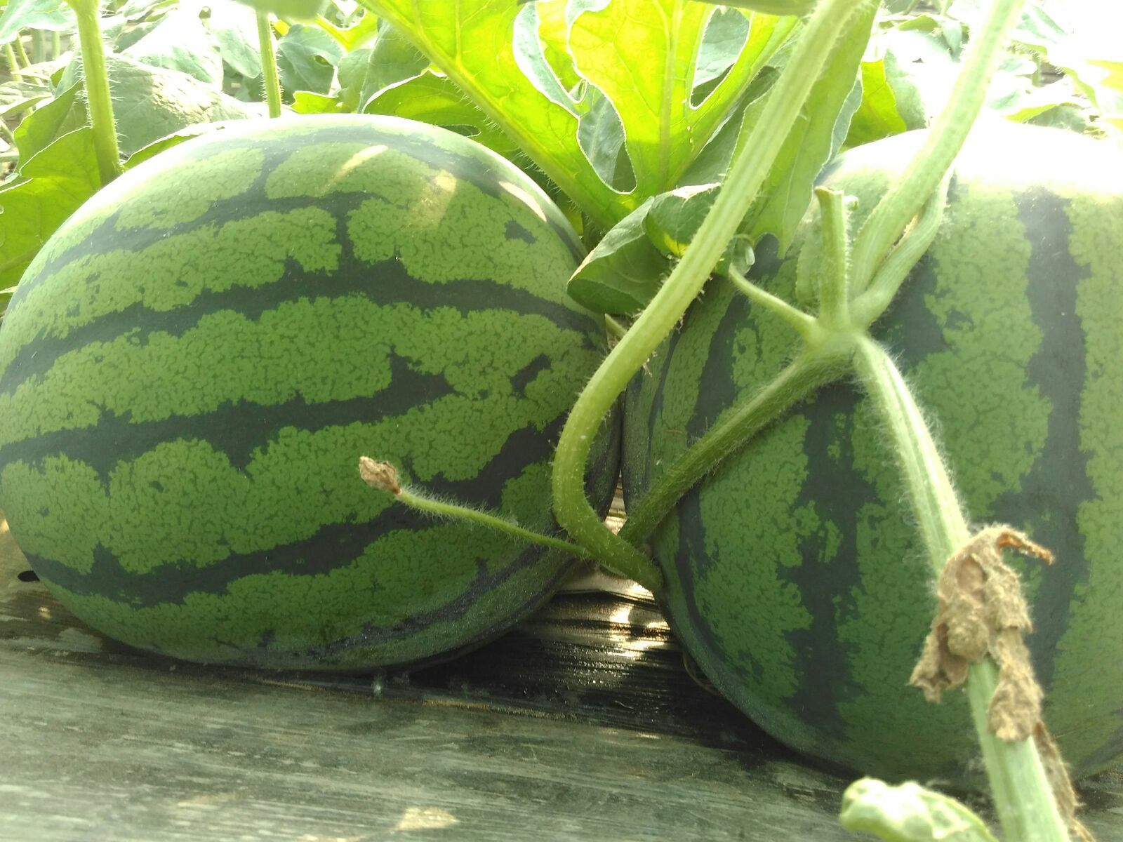 京欣西瓜河南郑州市中牟县_批发_供应-一亩田