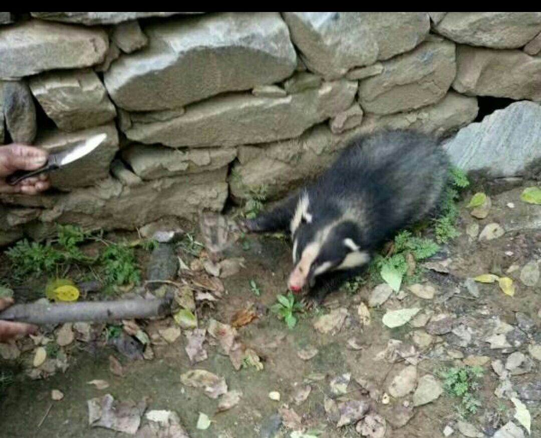 獾子养殖舍设计图