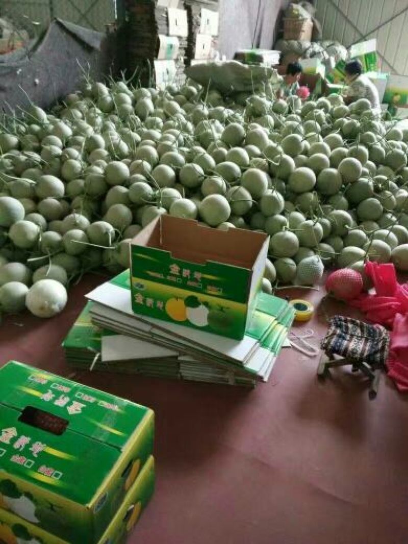 西州蜜瓜5斤以上长圆形