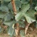 山楂树2~4cm1.5~2米