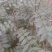 花椒苗1~2年