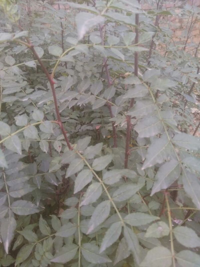 花椒苗1~2年
