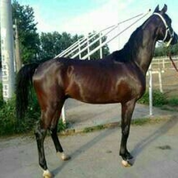 半血马400~500kg